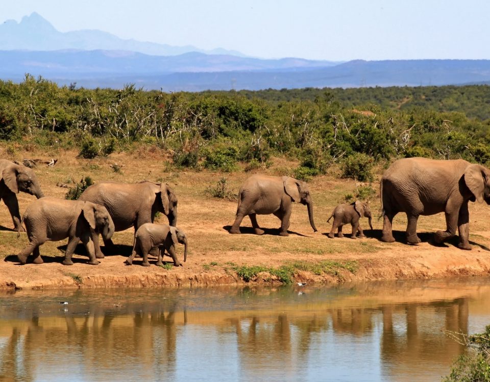 7-elephants-walking-beside-body-of-water-during-daytime