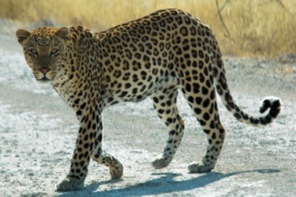 Can A Leopard Change Its Spots?