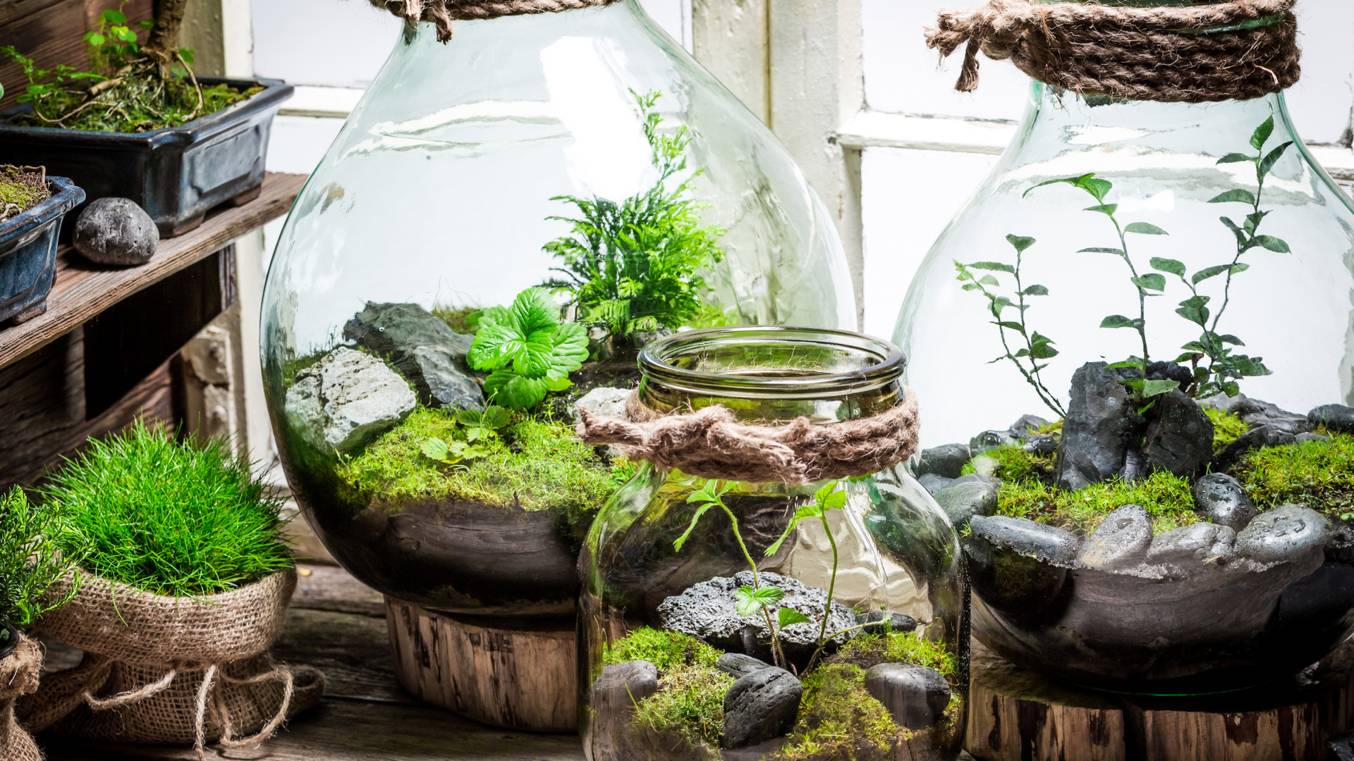 How To Make Your Own Terrarium In 7 Steps